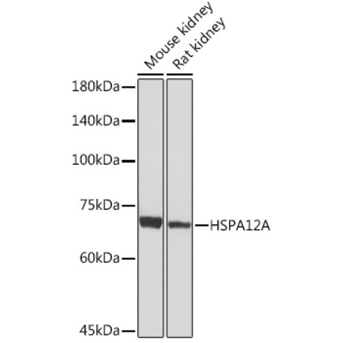 HSPA12A Rabbit mAb