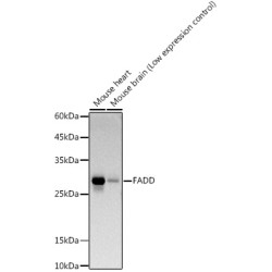 FADD Rabbit mAb