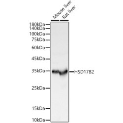 HSD17B2 Rabbit pAb