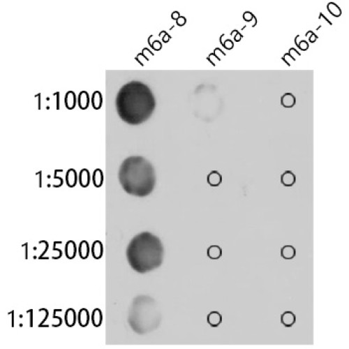 N6-methyladenosine / m6A Rabbit mAb