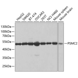 PSMC2 Rabbit pAb