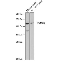 PSMC3 Rabbit pAb
