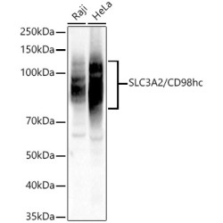 SLC3A2/CD98hc Rabbit pAb