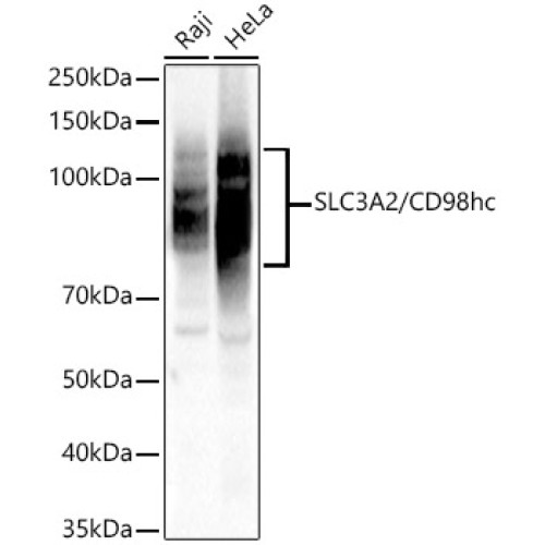 SLC3A2/CD98hc Rabbit pAb