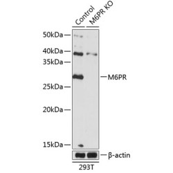 [KO Validated] M6PR Rabbit pAb