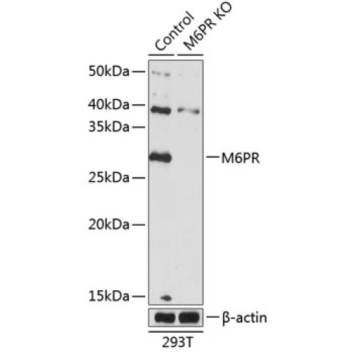 [KO Validated] M6PR Rabbit pAb