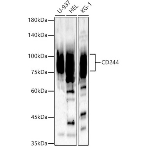 CD244 Rabbit pAb