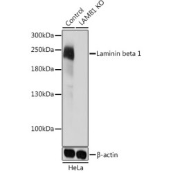 [KO Validated] Laminin beta 1 Rabbit pAb