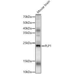 PLP1 Rabbit pAb