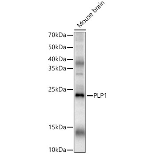 PLP1 Rabbit pAb