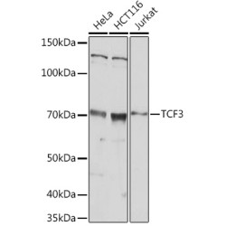 TCF3 Rabbit pAb