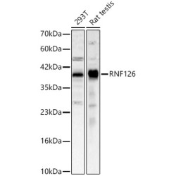 RNF126 Rabbit pAb