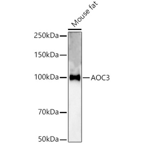 AOC3 Rabbit pAb