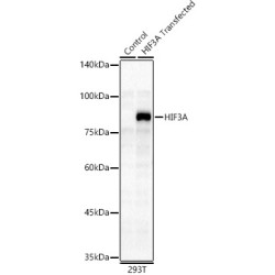 HIF3A Rabbit pAb