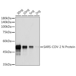 SARS-CoV-2 N Protein Rabbit mAb,BSA and glycerol free
