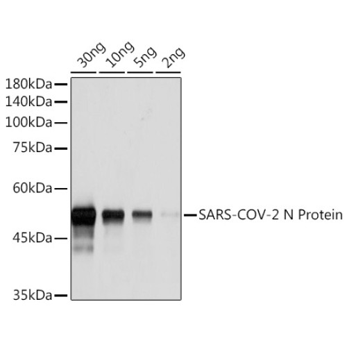 SARS-CoV-2 N Protein Rabbit mAb,BSA and glycerol free