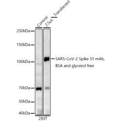 SARS-CoV-2 Spike S1 mAb