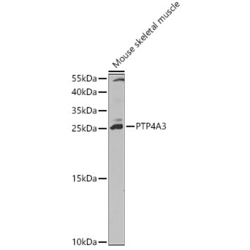 PTP4A3 Rabbit pAb