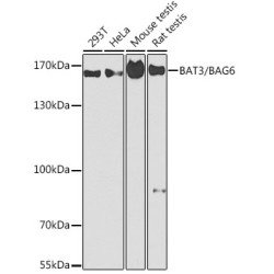 BAT3/BAG6 Rabbit pAb