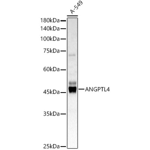 ANGPTL4 Rabbit pAb