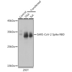 SARS-CoV-2 Spike RBD Rabbit pAb