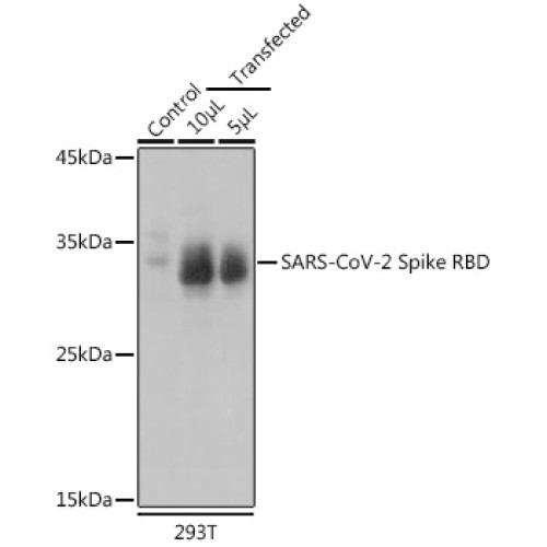 SARS-CoV-2 Spike RBD Rabbit pAb