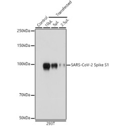 SARS-CoV-2 Spike S1 Rabbit pAb
