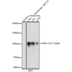 SARS-CoV-2 Spike Rabbit pAb