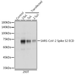 SARS-CoV-2 Spike S2 ECD Rabbit pAb