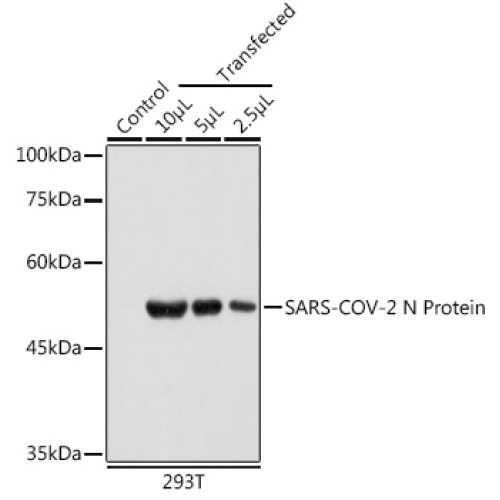 SARS-CoV-2 N Protein Mouse mAb
