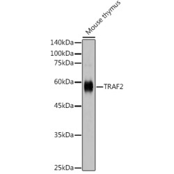 TRAF2 Rabbit pAb