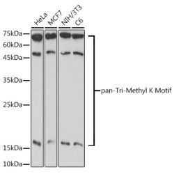 pan-Tri-Methyl lysine Rabbit pAb