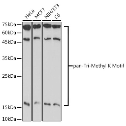 pan-Tri-Methyl lysine Rabbit pAb