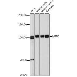 MBD6 Rabbit pAb
