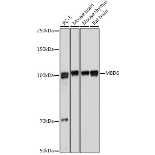 MBD6 Rabbit pAb