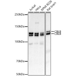 CBLB Rabbit pAb