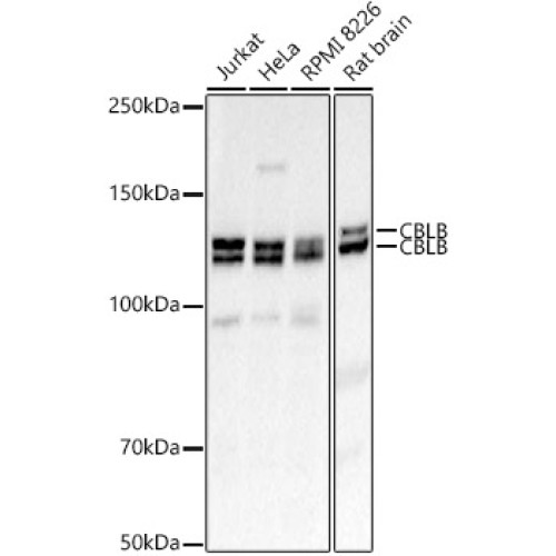 CBLB Rabbit pAb