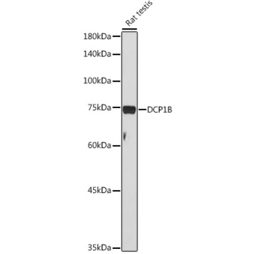 DCP1B Rabbit pAb