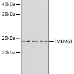 TMEM61 Rabbit pAb