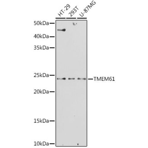 TMEM61 Rabbit pAb