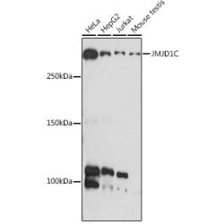 JMJD1C Rabbit pAb