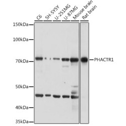 PHACTR1 Rabbit pAb