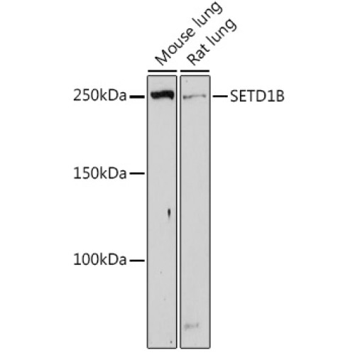 SETD1B Rabbit pAb