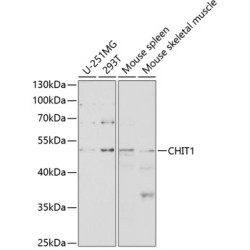 CHIT1 Rabbit pAb
