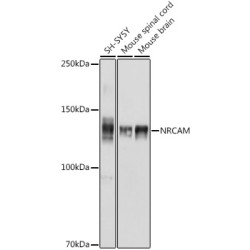 NRCAM Rabbit pAb