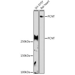 PCNT Rabbit pAb