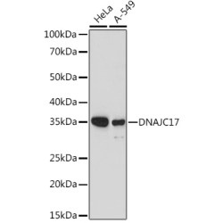 DNAJC17 Rabbit pAb