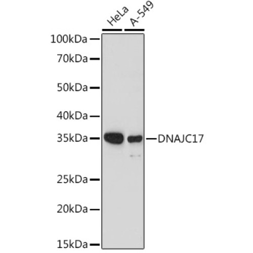 DNAJC17 Rabbit pAb