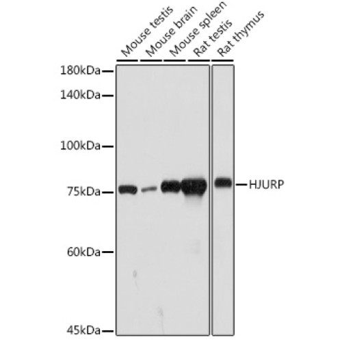 HJURP Rabbit pAb