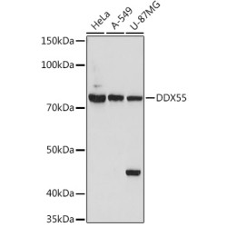 DDX55 Rabbit pAb